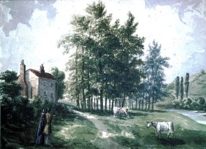 Bushy Ruff by S J Mackie c 1842. Dover Museum