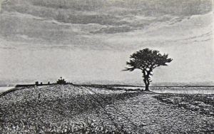 Lone Tree c 1904