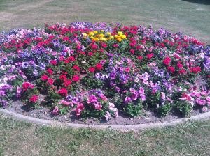 Connaught Park flower bed, planted by C PAG, in bloom. Colette Boland  2013