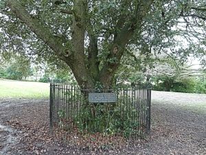TH Connaught Park - Tree marked opening by Duchess of Connaught 14 July 1883 - AS 2013