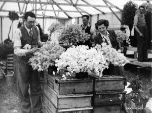 Robert and Christina Bolton, winners of the Dover Cup for the best trade exhibit arranging sweetpeas. Robert Bolton & Son