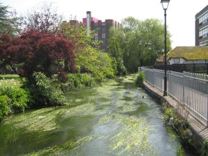 Dour Path alongside the river Dour , Maison Dieu Gardens. LS