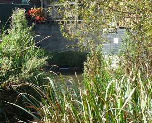 Barton Path weir taking a stream under Balfour Road to Charlton Green to control the amount of water in former mill pond. AS