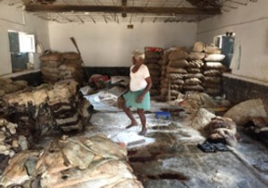 Tannery Worker kneading soaked skins, Tannery Road,Bangalore 2016 WestCoastMuskateer Wikimedia