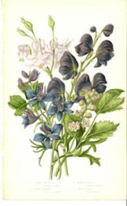 Columbine or Larkspur from Wild Flowers of the Year, Anne Pratt. Wikimedia